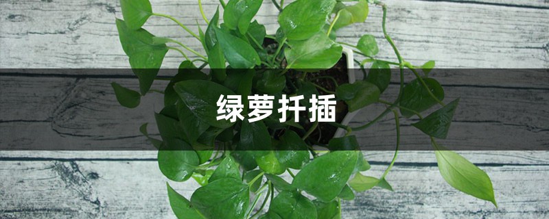 绿萝扦插 绿萝扦插