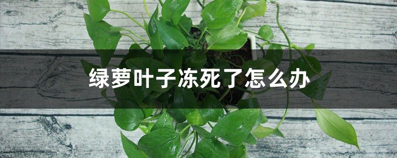 绿萝叶子冻死了怎么办 绿萝叶子冻死了怎么办