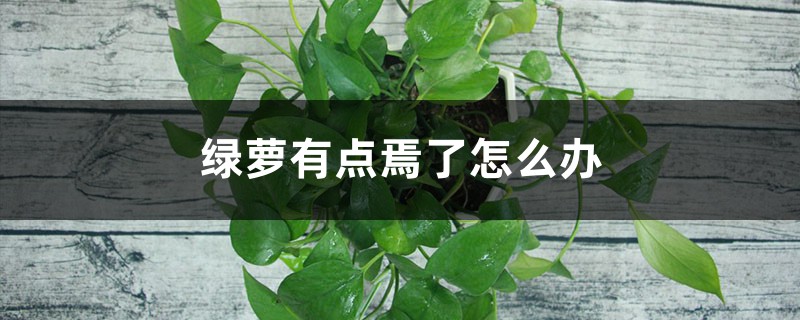 绿萝有点蔫了怎么办