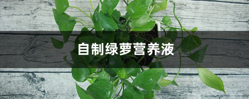 自制绿萝营养液:啤酒、淘米水、蚯蚓粪水都可以 自制绿萝营养液:啤酒、淘米水、蚯蚓粪水都可以