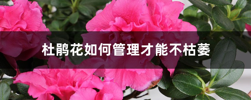 杜鹃花如何管理才能不枯萎,杜鹃花花后怎么管理 杜鹃花如何管理才能不枯萎,杜鹃花花后怎么管理
