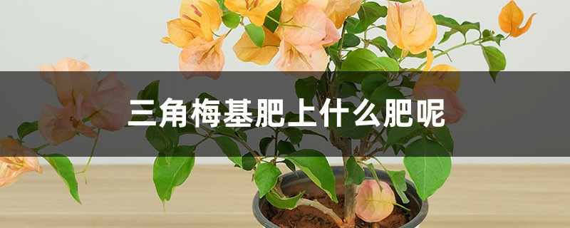 三角梅基肥上什么肥呢,三角梅开花上什么肥 三角梅基肥上什么肥呢,三角梅开花上什么肥