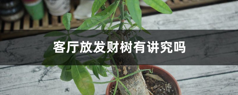 客厅放发财树有讲究吗,发财树风水摆放三不要 客厅放发财树有讲究吗,发财树风水摆放三不要