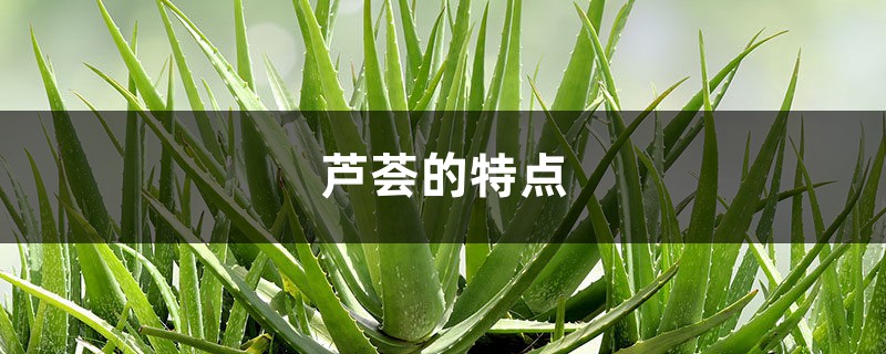 芦荟的特点 芦荟的特点
