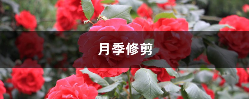 月季修剪 月季修剪