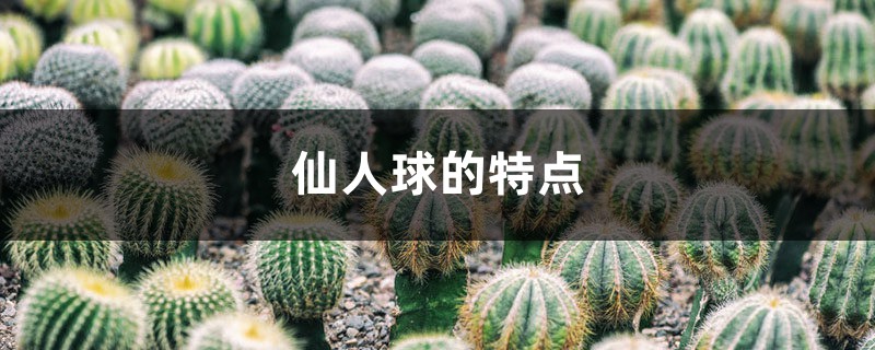 仙人球的特点 仙人球的特点