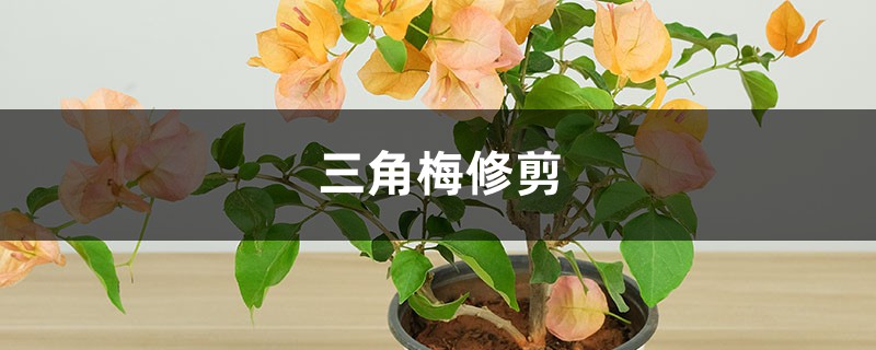 三角梅修剪 三角梅修剪