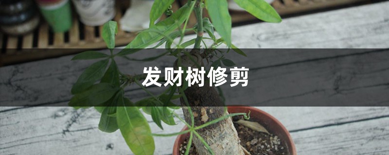 发财树怎么修剪 发财树怎么修剪