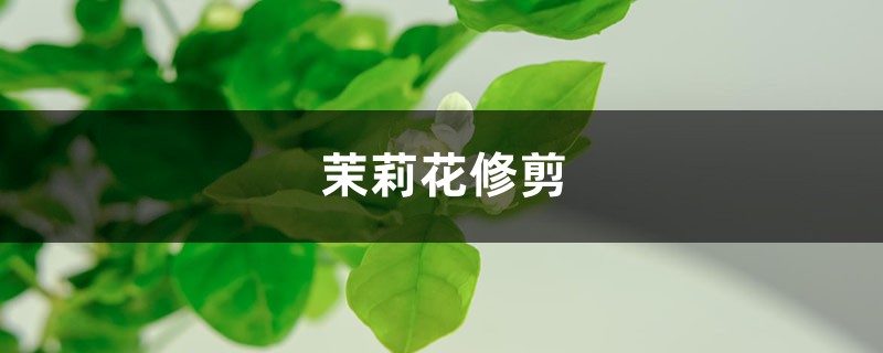 茉莉花怎么修剪 茉莉花怎么修剪