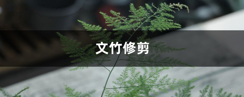 文竹怎么修剪整形 文竹怎么修剪整形