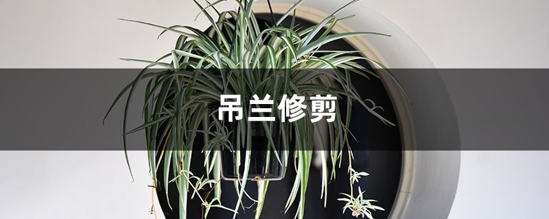 吊兰修剪 吊兰修剪