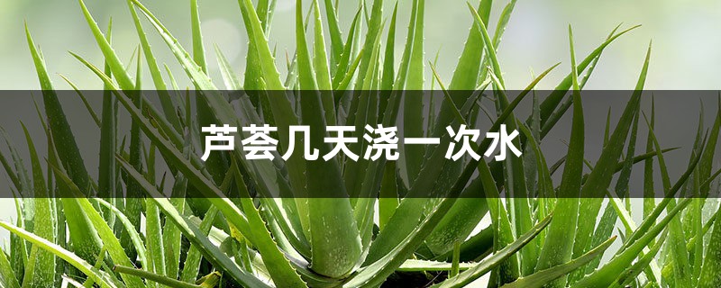 芦荟几天浇一次水 芦荟几天浇一次水