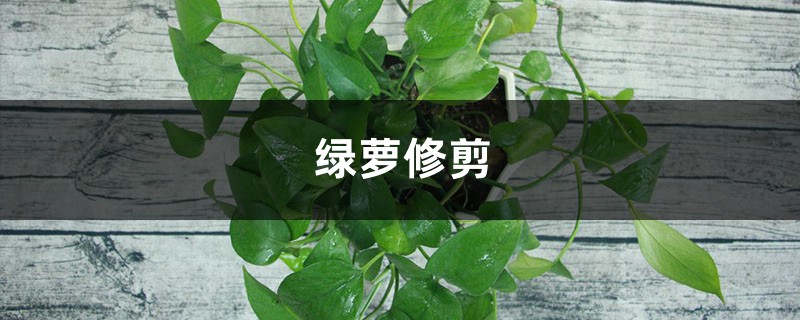 绿萝修剪 绿萝修剪