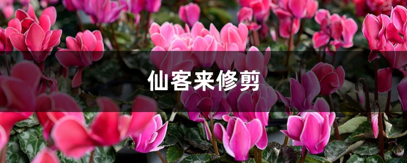 仙客来修剪 仙客来修剪