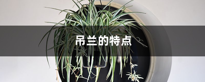 吊兰的特点 吊兰的特点
