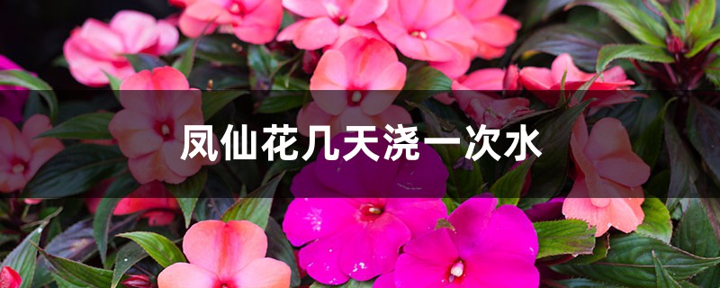 凤仙花几天浇一次水 凤仙花几天浇一次水