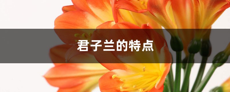君子兰的特点 君子兰的特点