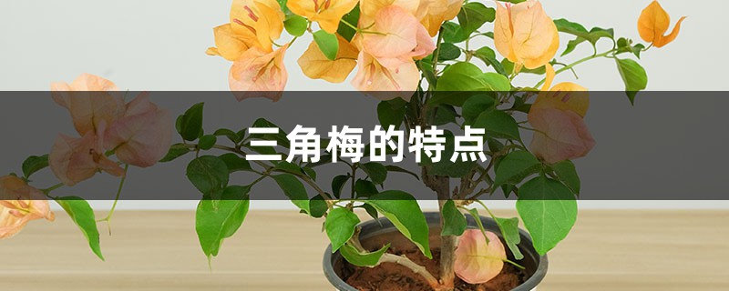 三角梅的特点 三角梅的特点
