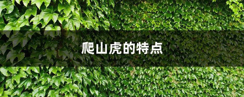 爬山虎的特点 爬山虎的特点
