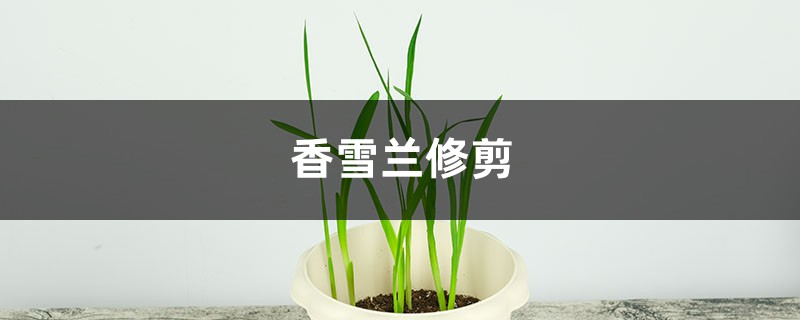 香雪兰怎么修剪 香雪兰怎么修剪