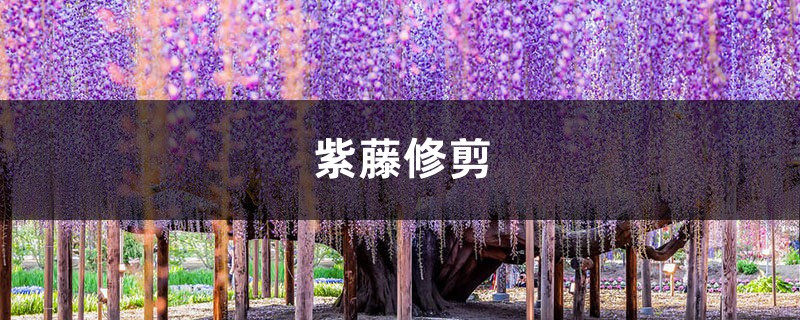 紫藤修剪 紫藤修剪