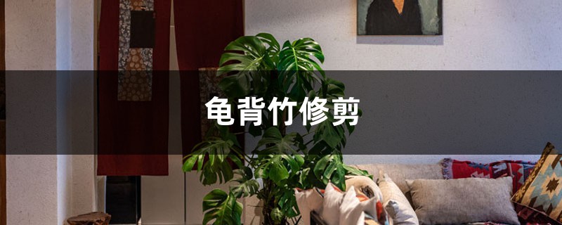 龟背竹修剪 龟背竹修剪