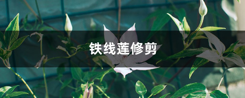 铁线莲修剪 铁线莲修剪