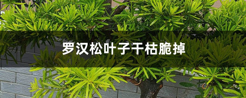 罗汉松叶子干枯脆掉怎么办 罗汉松叶子干枯脆掉怎么办