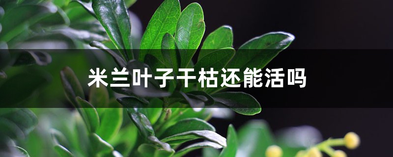 米兰叶子干枯还能活吗,怎么救活? 米兰叶子干枯还能活吗,怎么救活?