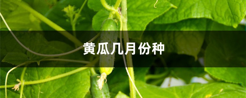 黄瓜几月份种,该怎么种? 黄瓜几月份种,该怎么种?
