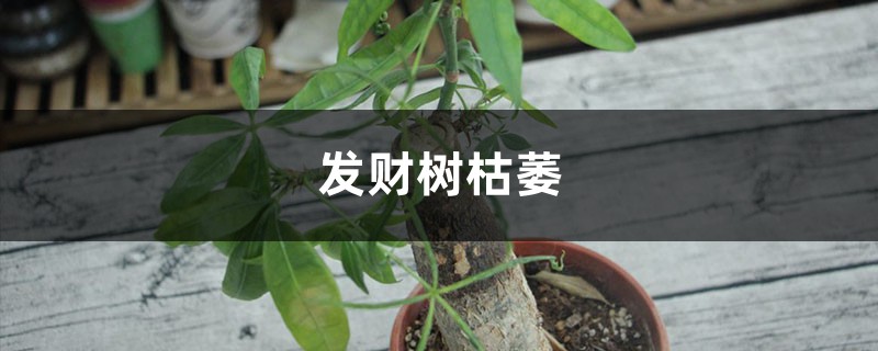 发财树枯萎是什么原因 发财树枯萎是什么原因