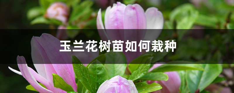 玉兰花树苗如何栽种