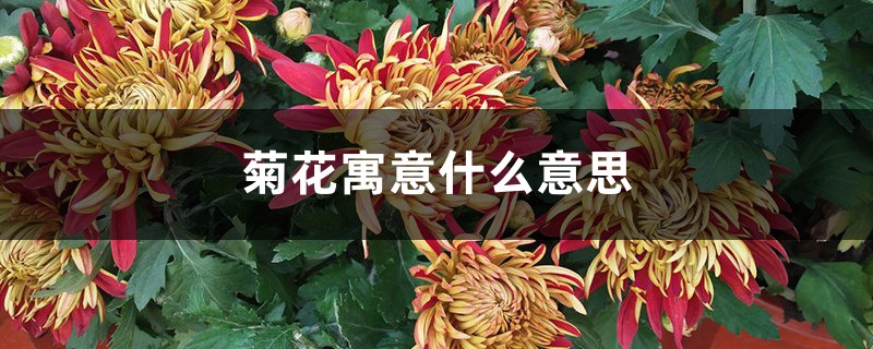 菊花寓意什么意思 菊花寓意什么意思