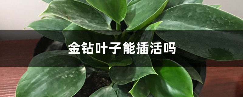 金钻叶子能插活吗 金钻叶子能插活吗