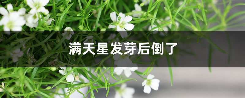 满天星发芽后倒了是什么原因 满天星发芽后倒了是什么原因