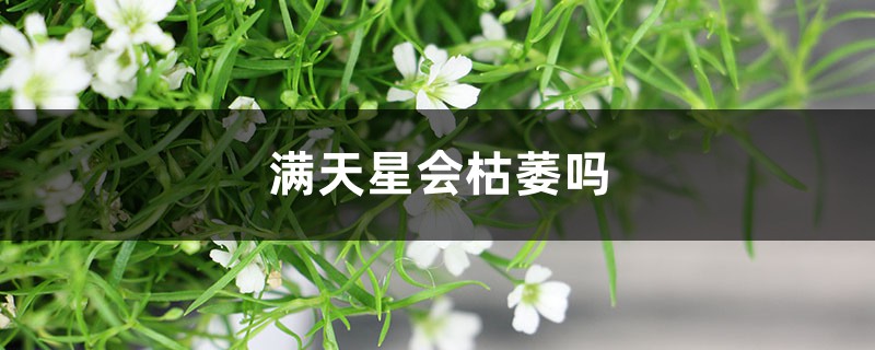 满天星会枯萎吗 满天星会枯萎吗