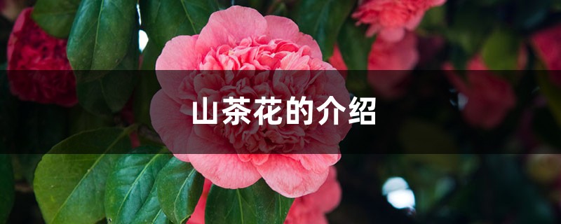 山茶花的介绍 山茶花的介绍
