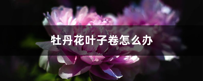牡丹花叶子打卷怎么办 牡丹花叶子打卷怎么办