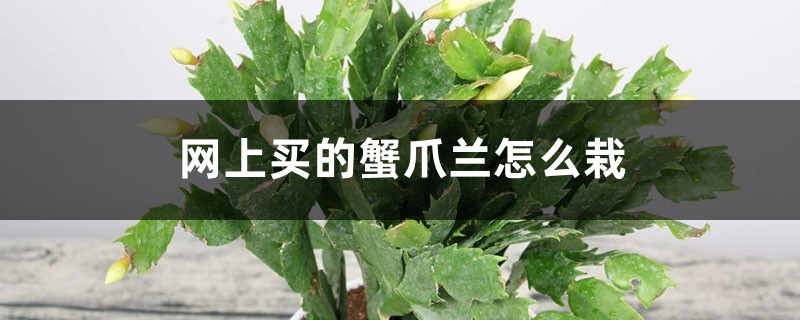 网上买的蟹爪兰怎么栽 网上买的蟹爪兰怎么栽