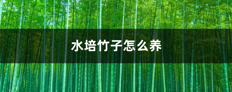 水培的竹子怎么养