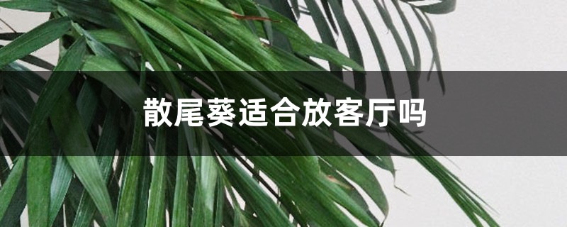 散尾葵适合放客厅吗 散尾葵适合放客厅吗