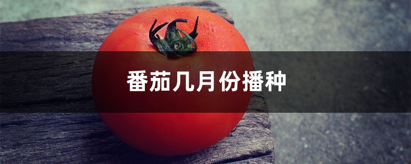 番茄几月份播种 番茄几月份播种
