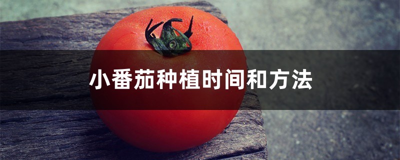 小番茄种植时间和方法 小番茄种植时间和方法