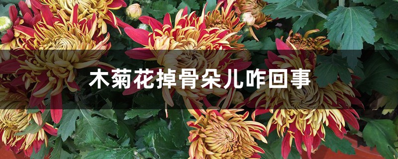 木菊花掉骨朵儿咋回事 木菊花掉骨朵儿咋回事
