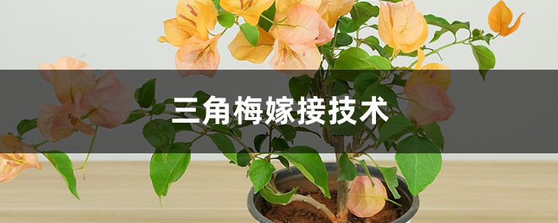 三角梅嫁接技术 三角梅嫁接技术