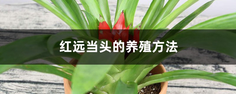 鸿远当头的养殖方法 鸿远当头的养殖方法