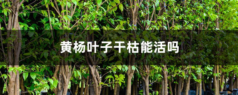 黄杨叶子干枯能活吗