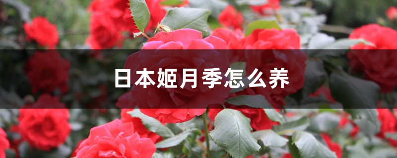 日本姬月季怎么养 日本姬月季怎么养