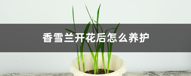 香雪兰开花后怎么养护 香雪兰开花后怎么养护
