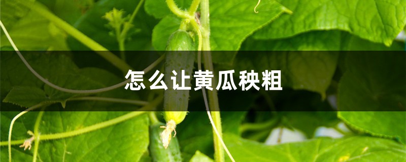 怎么让黄瓜苗粗壮 怎么让黄瓜苗粗壮